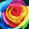 Colorful Rose Blossoms Diamond Painting