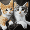 Cute Kittens Diamond Painting