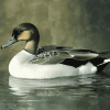 Cute Northern Pintail Duck Diamond Painting