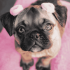 Cute Puppies Paradise Diamond Painting