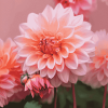 Dahlia Coral Blossoms Diamond Painting