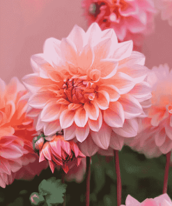 Dahlia Coral Blossoms Diamond Painting