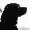 Dog Silhouette Black and White Diamond Painting