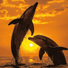 Dolphin Silhouette at Sunset Diamond Painting