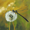 Dragonfly and Dandelion Diamond Painting