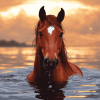 Fantasy Horse in Water Diamond Painting