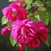 Fuchsia Musk Blossom Diamond Painting