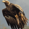 Golden Eagle Birds Diamond Painting