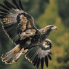 Golden Eagle Birds Diamond Painting