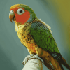 Green Cheek Parrot Diamond Painting