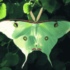 Green Luna Moth Diamond Painting