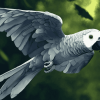 Grey Parrot Bird Diamond Painting