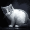 Grey and White Cats Diamond Painting