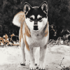 Hachi Dog Diamond Painting