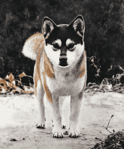 Hachi Dog Diamond Painting