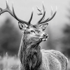 Highland Stag Black and White Diamond Painting