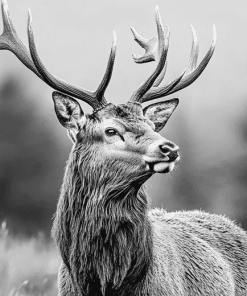 Highland Stag Black and White Diamond Painting