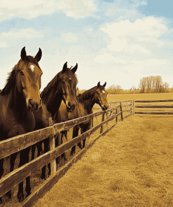 Horse Farm Scene Diamond Painting