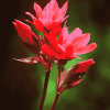 Indian Paintbrush Blossoms Diamond Painting