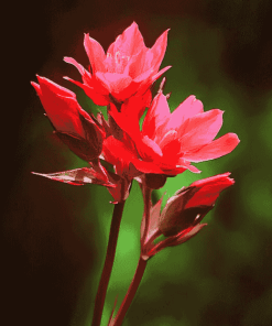 Indian Paintbrush Blossoms Diamond Painting