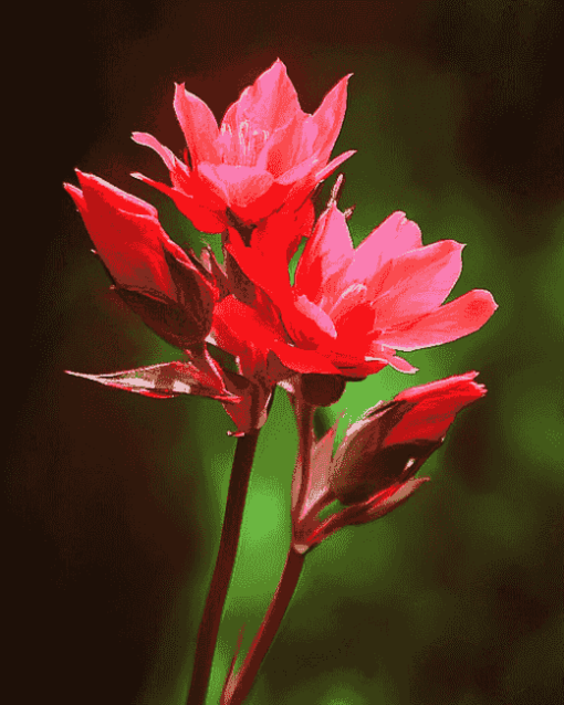 Indian Paintbrush Blossoms Diamond Painting