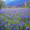 Irish Mountain Iris Field Diamond Painting