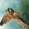 Kestrel Bird Masterpiece Diamond Painting