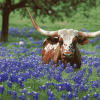 Longhorn and Bluebonnets Diamond Painting