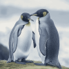 Love-Inspired Penguin Diamond Painting