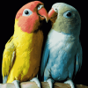 Lovebirds Parrots Diamond Painting