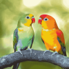 Lovely Lovebirds Parrot Diamond Painting