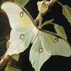 Luna Moth Butterfly Diamond Painting