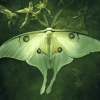 Luna Moth Insect Diamond Painting