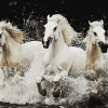 Majestic White Horses Diamond Painting