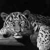 Monochrome Baby Tiger Diamond Painting