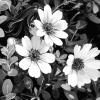 Monochrome Blossoms Diamond Painting