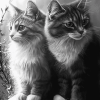 Monochrome Fluffy Kittens Diamond Painting