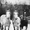 Monochrome Horses on the Farm Diamond Painting