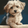 Morkie Puppy Diamond Painting