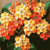 Orange Blossom Lantanas Diamond Painting