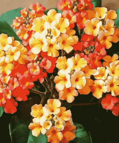 Orange Blossom Lantanas Diamond Painting