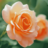 Peach Rose Blossoms Diamond Painting