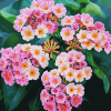 Pink Lantanas and Roses Diamond Painting