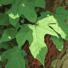 Poison Ivy Leaf Diamond Painting