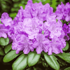 Purple Flower Blooms Diamond Painting