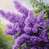 Purple Lilac Blossoms Diamond Painting