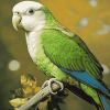 Quaker Parrot Diamond Painting