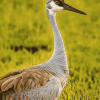 Sandhill Crane Nature Diamond Painting