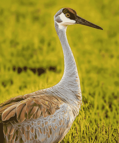 Sandhill Crane Nature Diamond Painting