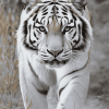 Siberian Tiger Wildlife Diamond Painting